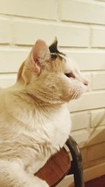 Close-up of a cat looking away