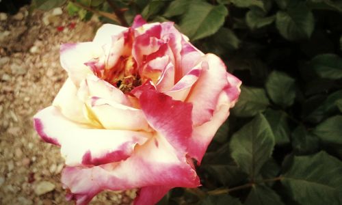 Close-up of pink rose