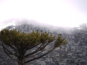 Pine trees on snow covered mountains against sky