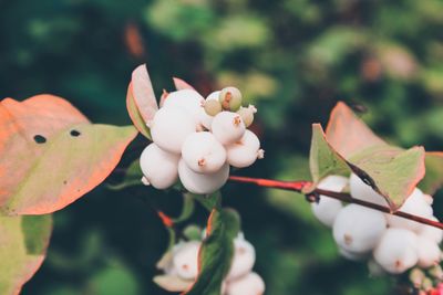 Close-up of flowering plant on tree