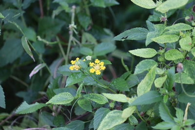 Close-up of yellow flowering plant