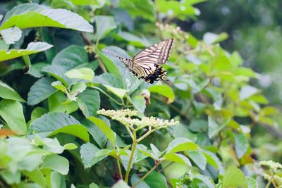 Butterfly on leaf