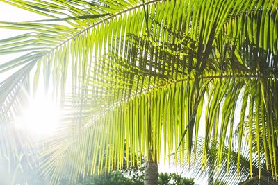 Low angle view of palm trees against sky