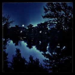 Trees against sky at night