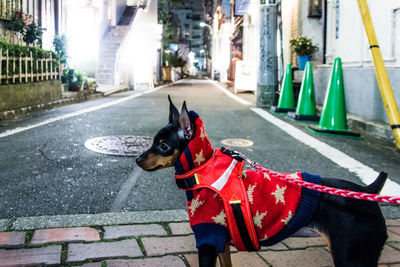 Side view of miniature pinscher in pet clothing standing on street