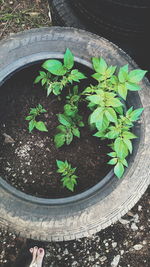 Plant growing in water