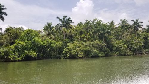 Scenic view of lake against trees in forest