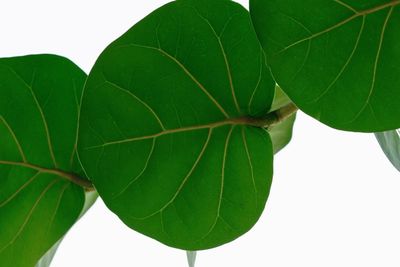 Close-up of leaves