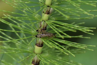 Close-up of scorpionfly on plant