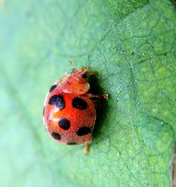 Close-up of ladybug on leaf