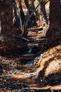 Close-up of tree trunk