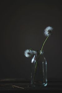 Close-up of dandelion flower vase against black background