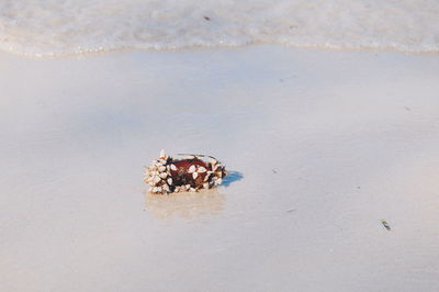 Close-up of crab on beach