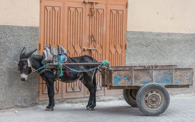 Horse cart on street