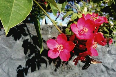 Close-up of pink flowers