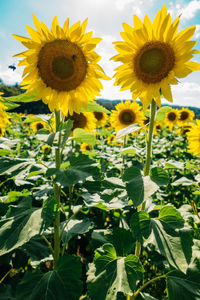 Close-up of fresh sunflowers blooming in field against sky