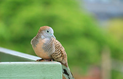 Close-up of a bird