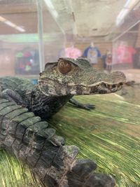 Close-up of turtle in aquarium