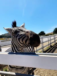 View of a giraffe against clear blue sky