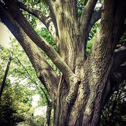 Low angle view of tree trunk