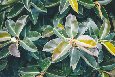 Full frame shot of leaves