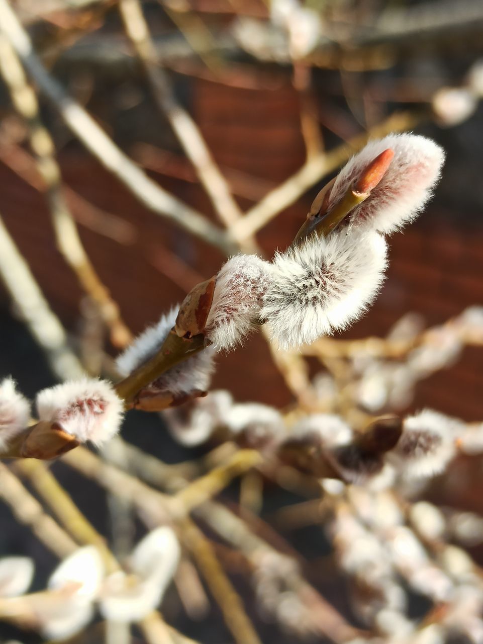 CLOSE-UP OF BUG ON PLANT