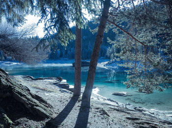 Scenic view of lake in forest
