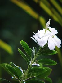Close-up of white flowering plant