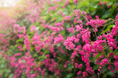 Close-up of pink flowering plant