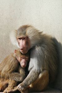 Intimacy between monkeys