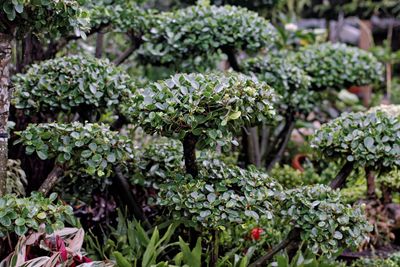 Plants growing at park