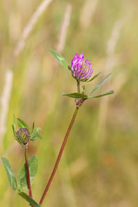 Close-up of purple flowering plant