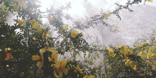 Close-up of yellow flowering plants against trees