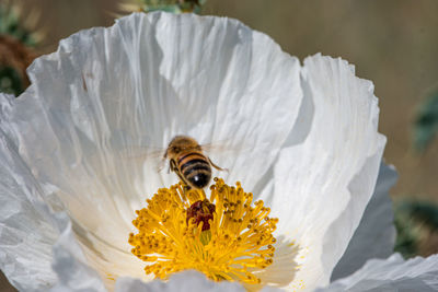 Close-up of bee pollinating on flower