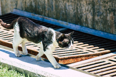 Side view of a cat relaxing outdoors