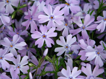 Close-up of purple flowers blooming outdoors