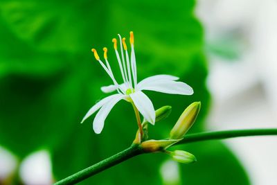 Close-up of flower blooming outdoors