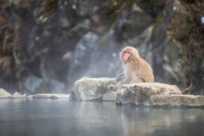 Monkeys sitting on rock