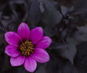 High angle view of purple flower blooming outdoors