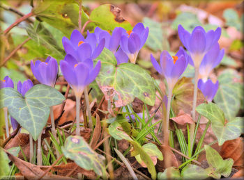 Close-up of purple flowers