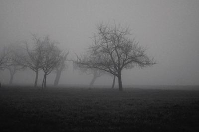 Bare trees on field in foggy weather