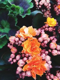 Close-up of pink flowers blooming outdoors