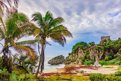 Palm trees by sea against sky
