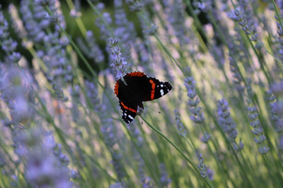 Close-up of butterfly pollinating on purple flower