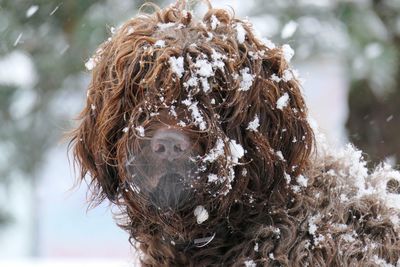 Close up portrait of dog covered with snow