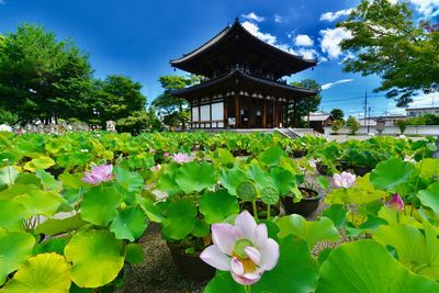 Close-up of water lily in garden against building