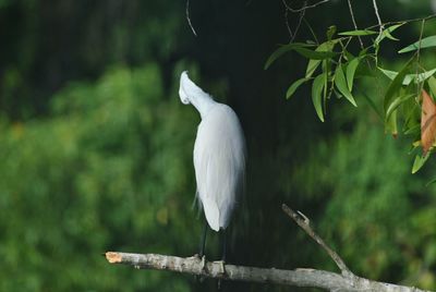 Close-up of bird perching on tree