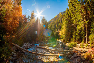 Sunlight streaming through trees in forest during autumn