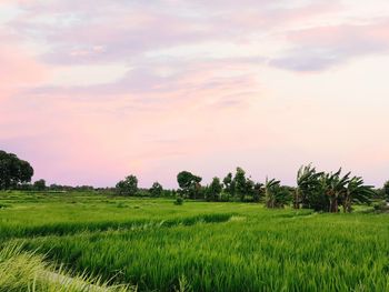 Scenic view of agricultural field against sky during sunset