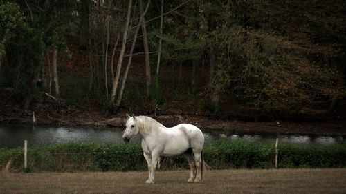 Horse standing in forest